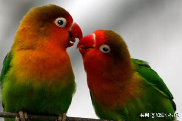 刚买虎皮鹦鹉怎么养:怎样才能让虎皮鹦鹉和自己更亲近？