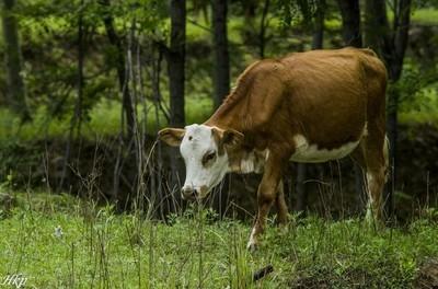 古牧犬长的很慢么:牛放山里自由食草，每天都吃的很饱，但是长得慢，是什么原因？