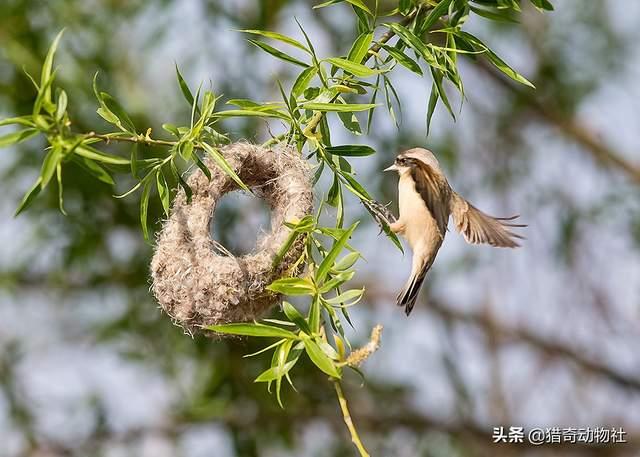 树上的鸟的图片:为什么鸟儿要在树上筑巢呢？