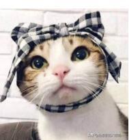 猫咪不乖by:喵星人可以讨厌主人到什么程度？