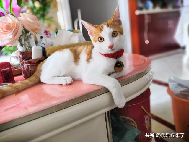 萌猫红小胖怎么走红的:你家的猫是自己睡还是和你睡？