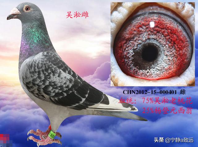 中国老品种鸽子吴淞与李鸟有哪几种眼沙呢?-惠修网