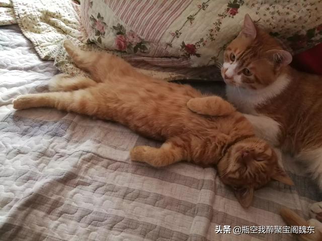 我和我的宠物店的男人们:喜欢养猫的男人是什么性格？