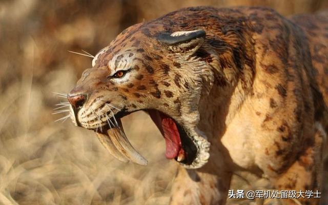 头条问答 - 巨狼对决剑齿虎,谁会赢?(2个回答)