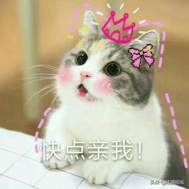 猫咪不乖by:猫咪好像不开心，怎么办？