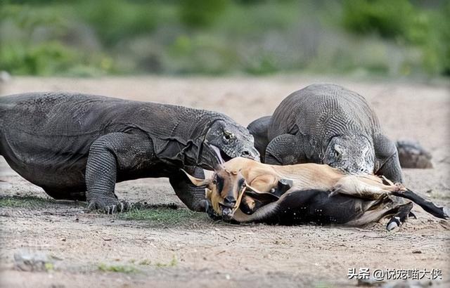 科莫多巨蜥和鳄鱼他们两个谁厉害(科莫多巨蜥与非洲鳄哪个更厉害?