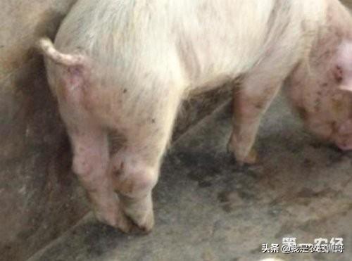 链球菌感染关节炎能治好吗:猪关节炎怎么治？靠谱的来？ 链球菌感染引起的关节炎怎么治