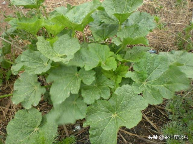 透红小丑红肚葵:锦葵、蜀葵、秋葵三种植物怎么区分？