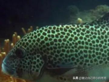 生活中常见的深海鱼:市场上常见的深海鱼类有哪些 鱼的名称有哪些，哪个鱼好吃？