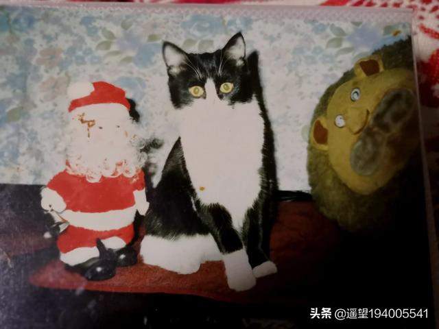 给猫咪减肥:如何避免给猫做绝育后，猫会恨主人的问题？ 给猫咪减肥的方法