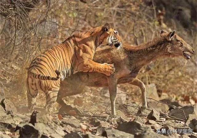 精选优质答案:为什么身体巨大的食草动物被食肉动物猎食,而食草动物不