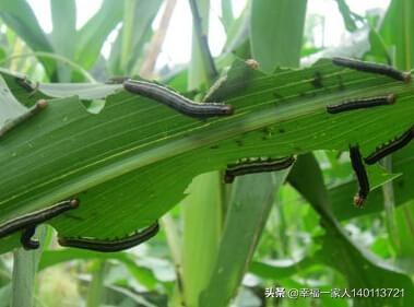 蜱虱消价格:玉米好多钻心虫用什么药可打死？