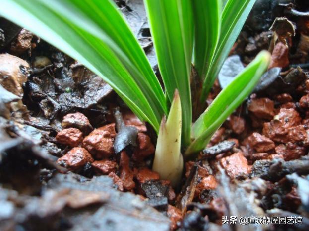 兰花火山石的作用:种兰花赤玉土好还是麦饭石好？