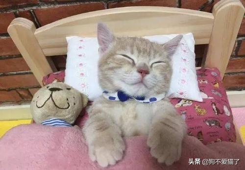 猫咪摇头打喷嚏:猫咪有点打喷嚏，怎么办？两个半月大，如果是？