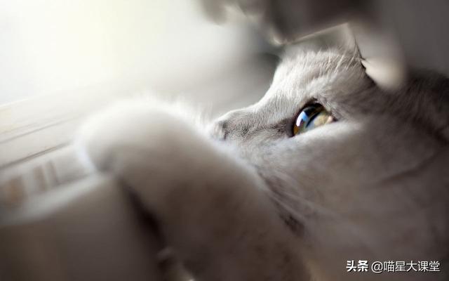 多拉菌素的使用:猫脖子被咬破变成癣了怎么办？猫咪有猫癣怎么处理？