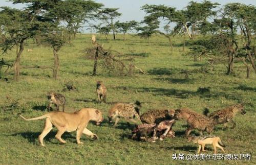 斑鬣狗vs藏獒:非洲雄狮坏男孩能打过一百只斑鬣狗吗？