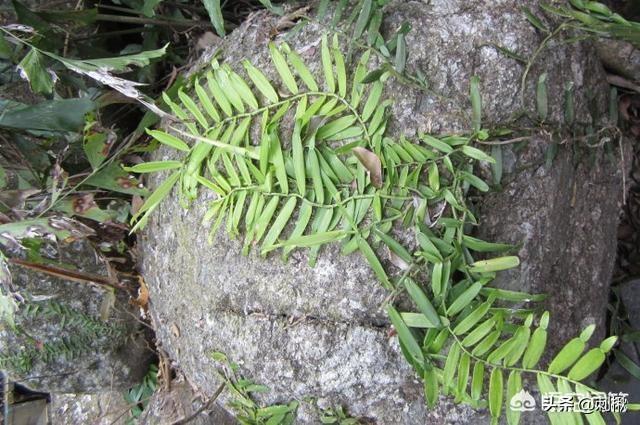 头条问答 - 农村常见的"蜈蚣藤"是什么植物?有什么作用?(9个回答)