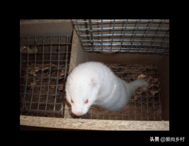 水貂养殖论文:如何防治水貂出血性肺炎？
