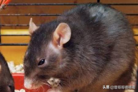 老鼠老鼠爱吃什么食物:老鼠最喜欢吃什么食物 老鼠最爱吃的食物，爱啃的材质？