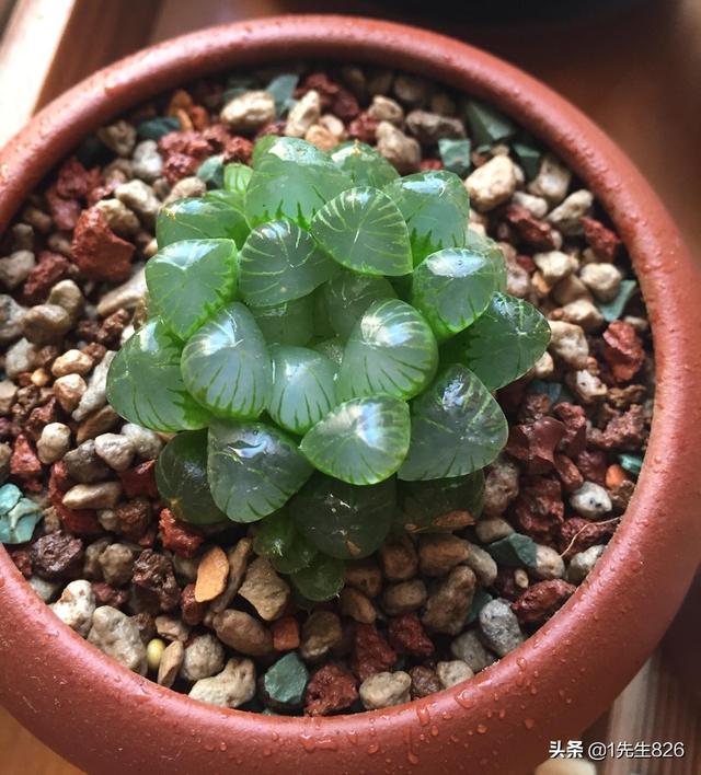什么品种的多肉植物耐阴？