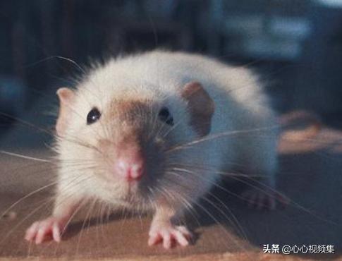 脱毛症:花枝鼠的粮我没了解好买了淘宝自配粮，可以先吃着吗？