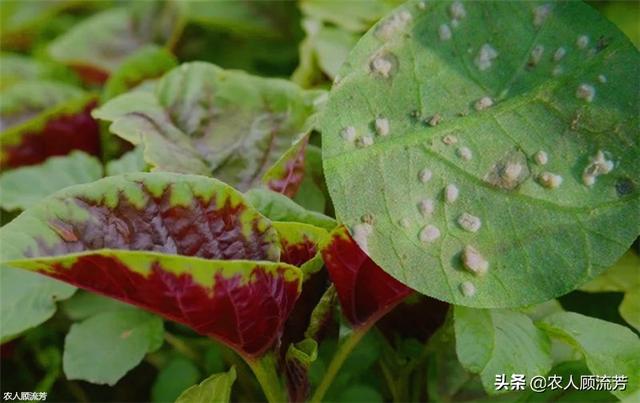 苋菜白锈病如何识别,是什么原因引起的,如何防治_清洁门户
