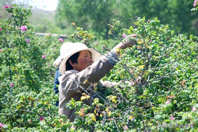 甲氨基阿维菌素:甲维盐对玫瑰幼花蕾有什么危害？