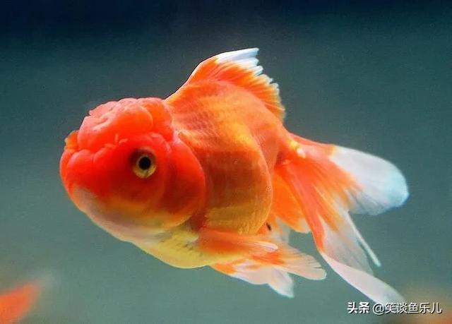金鱼的饲养方法及病菌的处理:鱼缸中养金鱼怎么喂才不会死？