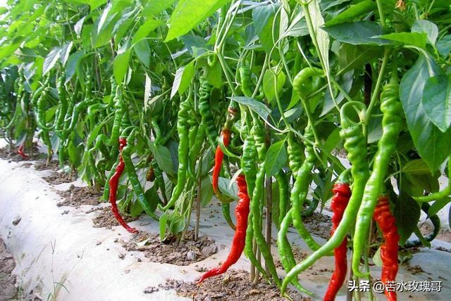 花叶芋根结线虫病:农村种植辣椒，应该如何防治病虫害？