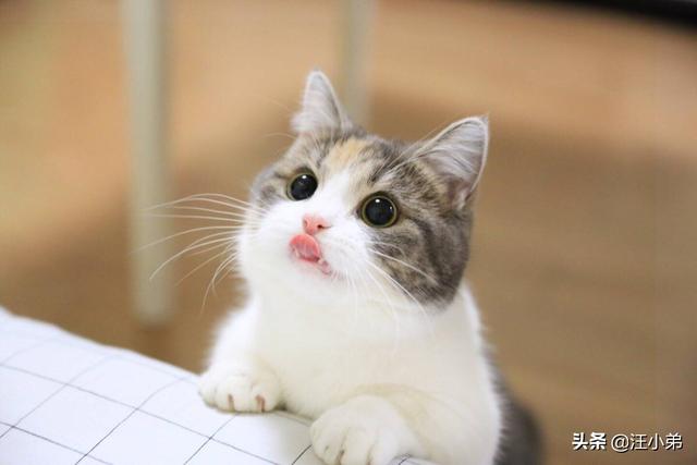 打小猫:打猫有用嘛？一岁的猫总是咬烂东西怎么办？