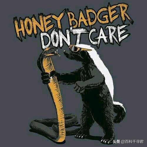 "平头哥"蜜獾为什么谁都不怕,这么彪悍?