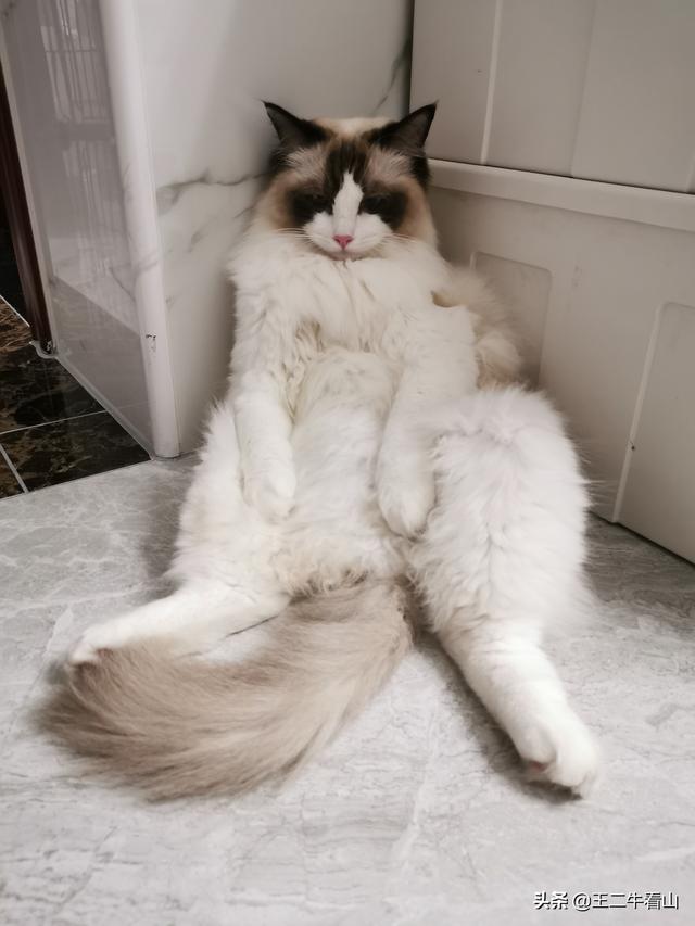 布偶猫吧的人有病:布偶猫过于黏人是怎样的体验？