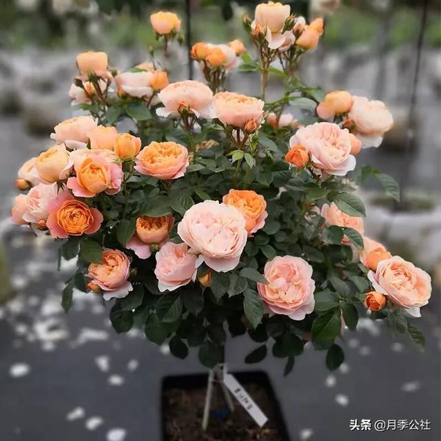 启东游行:美国纽约发生了反战游行示威，有用吗