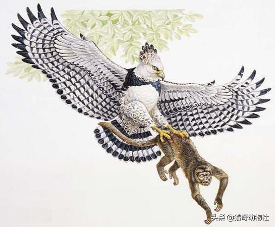 阿根廷巨鸟灭绝的原因:大老鹰驮着一个120斤的成年男子，可以飞上天吗？