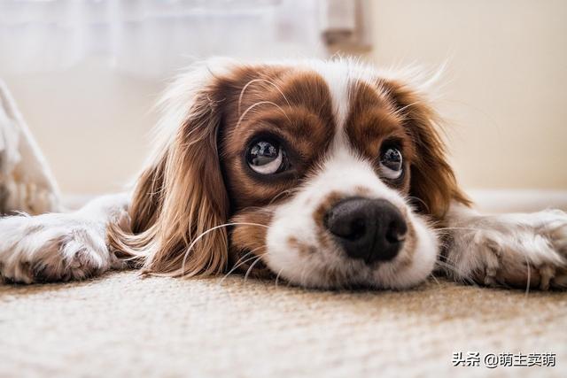 成年松狮吃什么狗粮好:成犬金毛吃什么狗粮比较好？