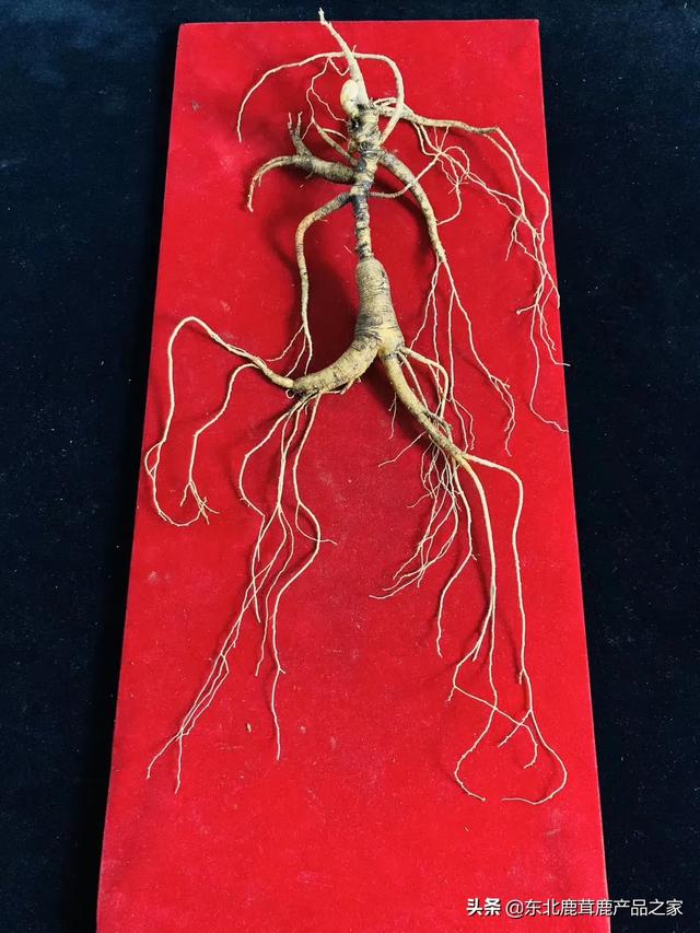 阴气重的人怎么补阳气,阳气不足，百病生，春天如何补阳气？