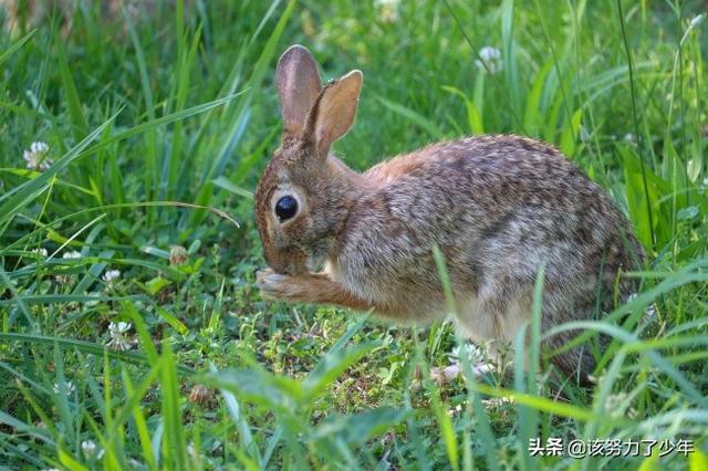 仙桃宠物兔养殖基地:兔子出生需要打什么疫苗？ 仙桃种兔养殖场