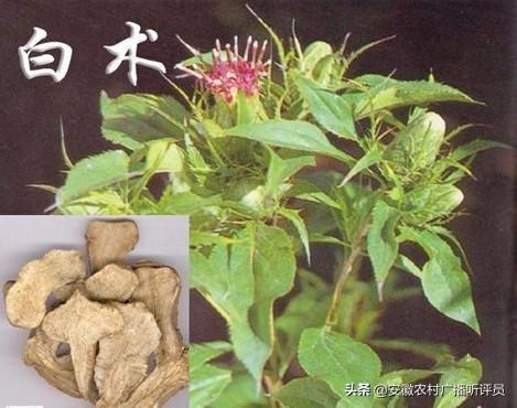 黄精收购商:当地野生药材资源丰富，如何把野生药材收购起来？