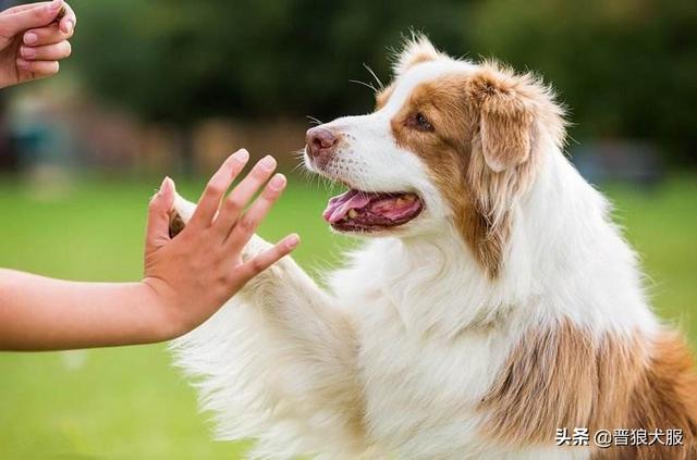 幼犬晚上一直叫怎么办,小狗狗晚上老是叫怎么办？