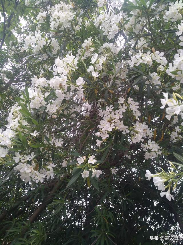 怎么开网店需要什么条件（想开一家拼多多店铺，自己有货源，新开店铺都需要什么）