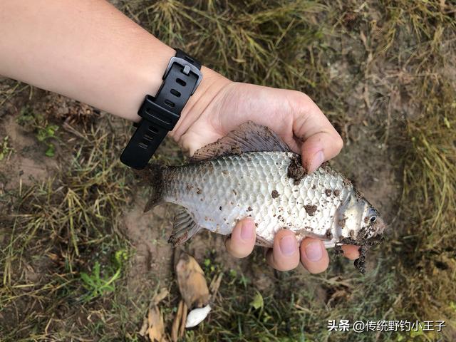 野钓胡子鱼的饵料:我比较喜欢吃大罗非鱼，在野外用什么饵料易钓上大罗非呢？