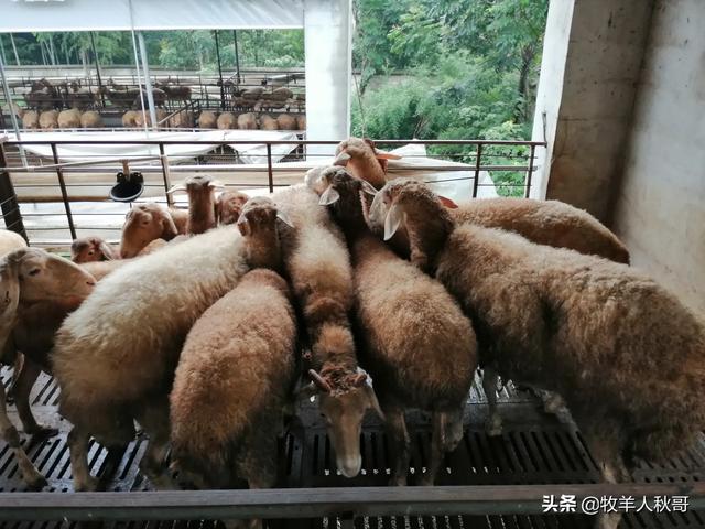 山羊尿结石最佳治疗方法:小羊羔尿不出来打什么针好？