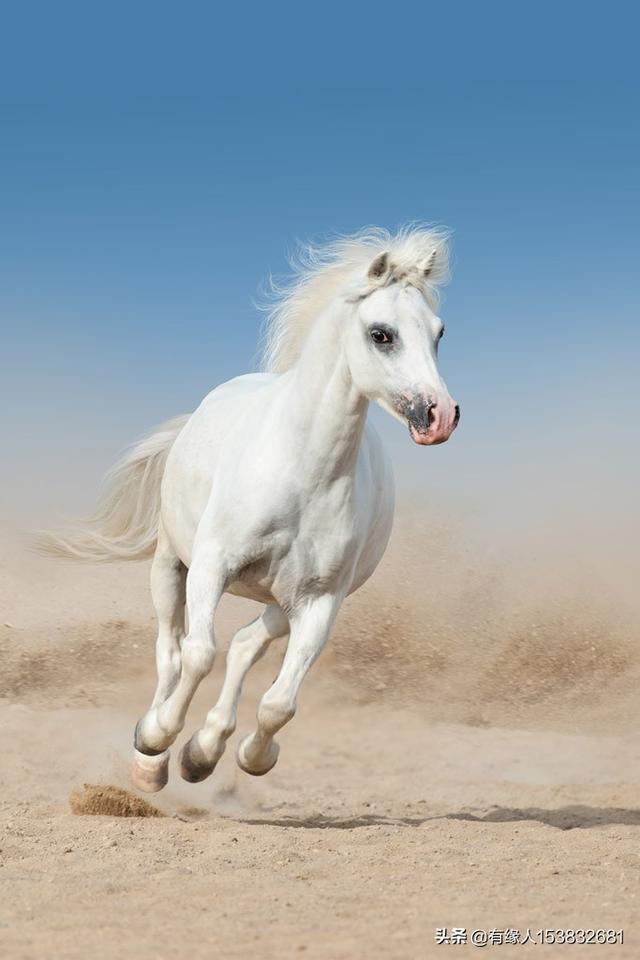 属马的人性格有什么缺点和优点?-惠修网