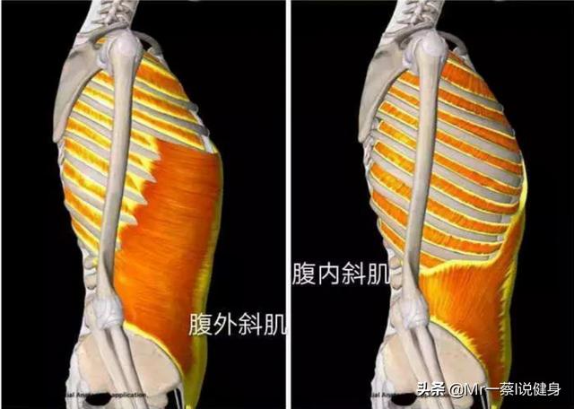 老是听说人鱼线那么人鱼线在哪要怎么练才能拥有人鱼线