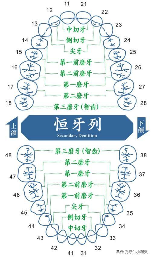 六龄齿几岁长,小宝宝牙齿需要做窝沟封闭吗？