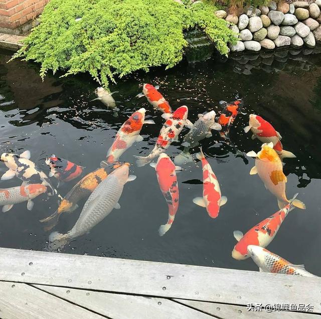 水族箱锦鲤鱼怎么养:请问鱼缸里的锦鲤怎样养才不容易死？