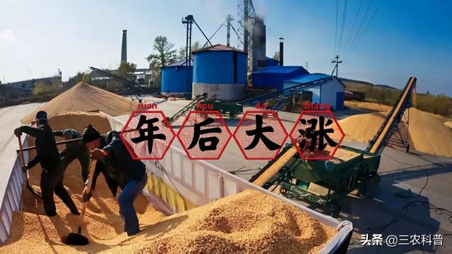 台湾成功港旗鱼价格多少钱一斤:年后开涨！“苞米1块8、猪价20元”能达到不？
