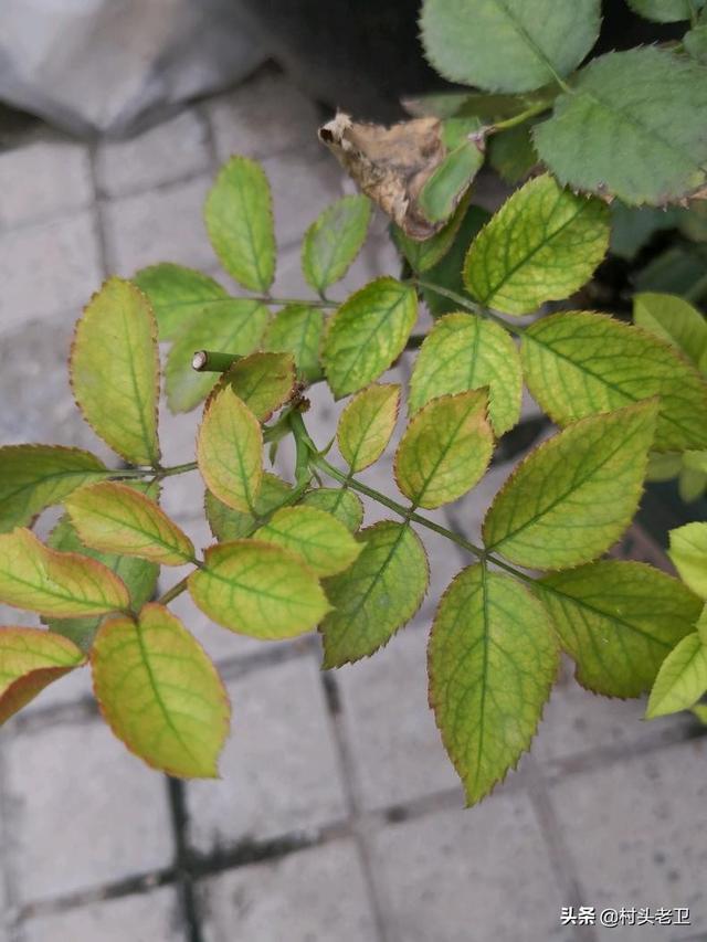 植物必需的营养元素:果树生长发育不可或缺的营养物质有哪些？