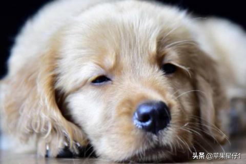 金毛幼犬图片:金毛幼犬到家后需要知道什么？