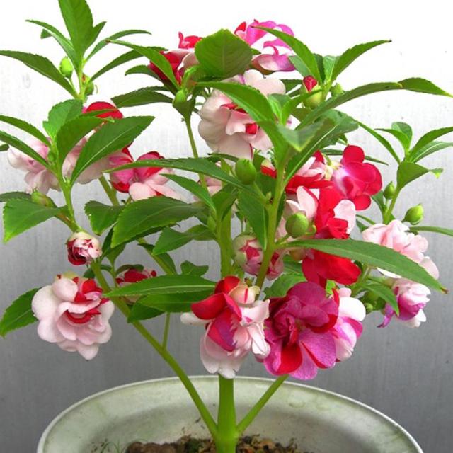 小型观花植物:家里空间小有什么适合养的植物？